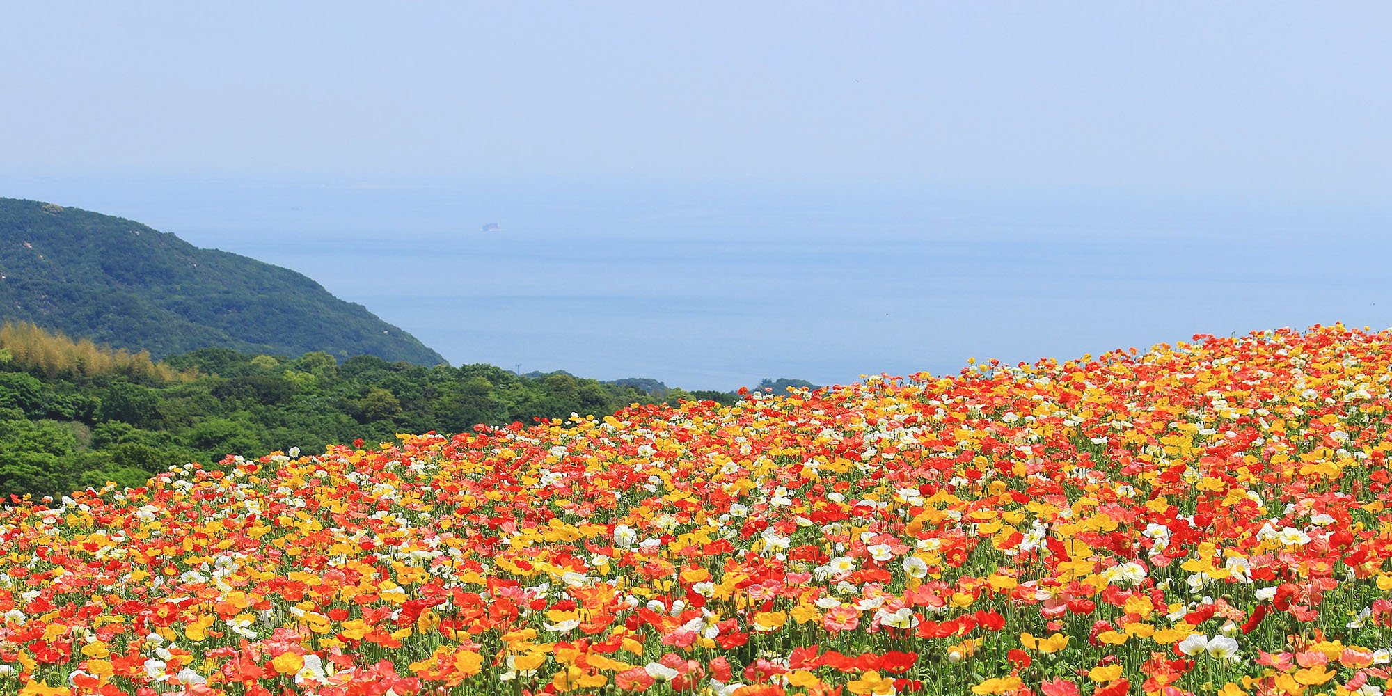 🌸 효고 현립 공원 아와지 하나사지키 이미지 1